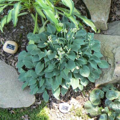 Hosta 'Popo'